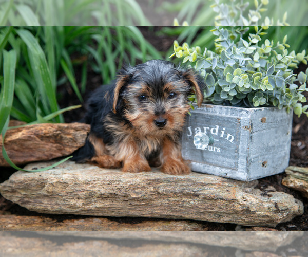 Medium Photo #24 Yorkshire Terrier Puppy For Sale in QUARRYVILLE, PA, USA