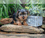 Small Photo #24 Yorkshire Terrier Puppy For Sale in QUARRYVILLE, PA, USA