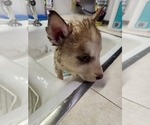 Small #5 Australian Shepherd-Siberian Husky Mix