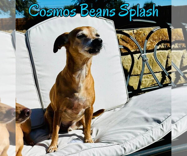 Medium Photo #46 Chiweenie Puppy For Sale in San Antonio, TX, USA