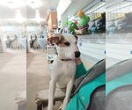 Small #1 Mutt