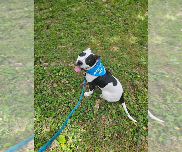 Medium Photo #44 American Pit Bull Terrier Puppy For Sale in Germantown, OH, USA