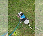 Small #43 American Pit Bull Terrier