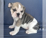 Small Photo #78 English Bulldog Puppy For Sale in WEEKI WACHEE, FL, USA