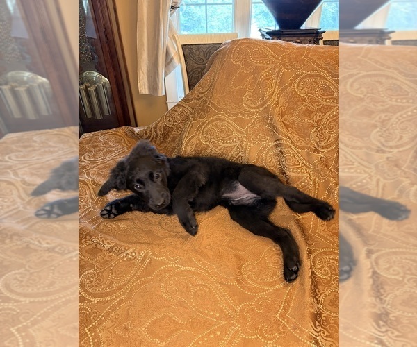 Medium Photo #10 Flat Coated Retriever Puppy For Sale in ROSE HILL, KS, USA