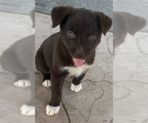 Medium Photo #1 Mutt Puppy For Sale in Riverside, CA, USA