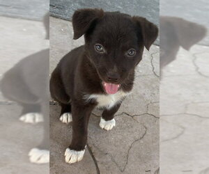 Mutt Dogs for adoption in Riverside, CA, USA