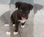 Small Mutt