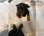Small #5 Doberman Pinscher