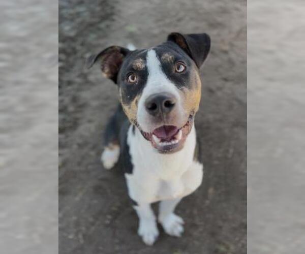 Medium Photo #1 American Pit Bull Terrier-Unknown Mix Puppy For Sale in Bakersfield, CA, USA