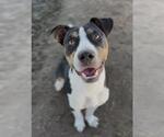 Small American Pit Bull Terrier Mix