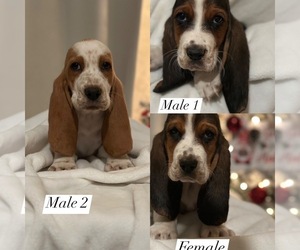 Basset Hound Puppy for sale in FOUNTAIN, CO, USA