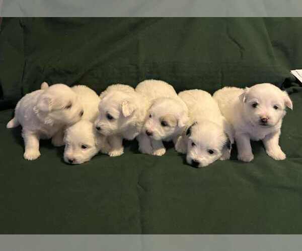 Medium Photo #1 Coton de Tulear Puppy For Sale in TIMBER, OR, USA