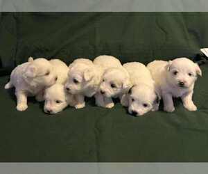 Coton de Tulear Puppy for Sale in TIMBER, Oregon USA
