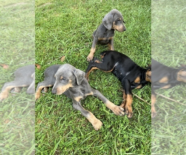 Medium Photo #4 Doberman Pinscher Puppy For Sale in GAINESVILLE, VA, USA