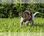 Small Photo #2 German Shorthaired Pointer Puppy For Sale in MESQUITE, TX, USA