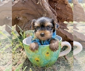 Yorkshire Terrier Puppy for sale in CASSVILLE, MO, USA