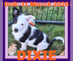 Shollie Dogs for adoption in Sebec, ME, USA
