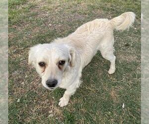 Cavalier King Charles Spaniel Dogs for adoption in San Antonio, TX, USA