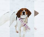 Small Photo #2 Treeing Walker Coonhound Puppy For Sale in Sandy, UT, USA