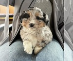 Small Photo #1 F2 Aussiedoodle Puppy For Sale in BERLIN, NJ, USA