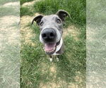 Small #1 American Pit Bull Terrier Mix