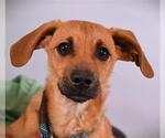 Small Beagle Mix