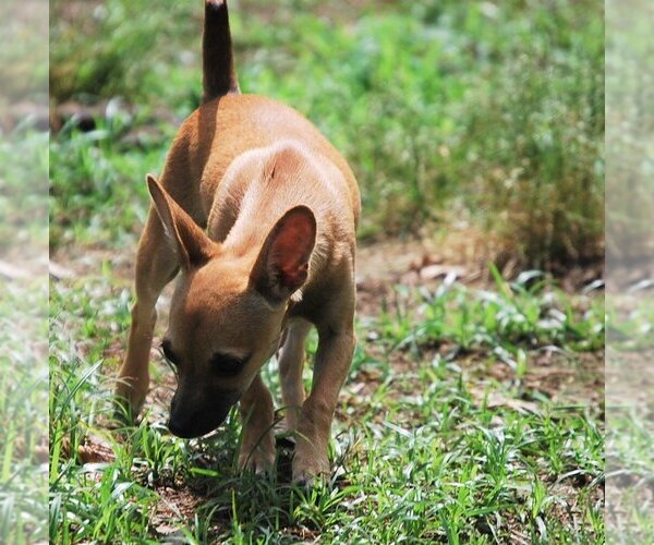 Medium Photo #12 Chihuahua-Unknown Mix Puppy For Sale in Spring, TX, USA