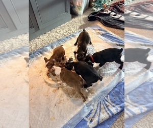 Boston Terrier Puppy for sale in WAHNETA, FL, USA