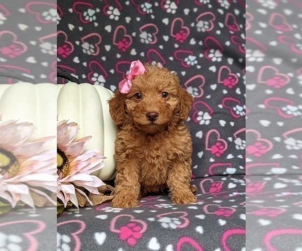 Full screen Photo #1 Miniature Labradoodle Puppy For Sale in KIRKWOOD, PA, USA