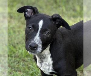 Labrador Retriever-Unknown Mix Dogs for adoption in Yardley, PA, USA