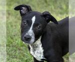 Small Labrador Retriever Mix