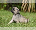 Small #2 Pug
