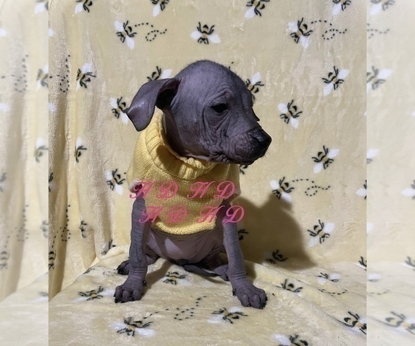 Medium Photo #15 Xoloitzcuintli (Mexican Hairless) Puppy For Sale in BRIDGEVILLE, CA, USA