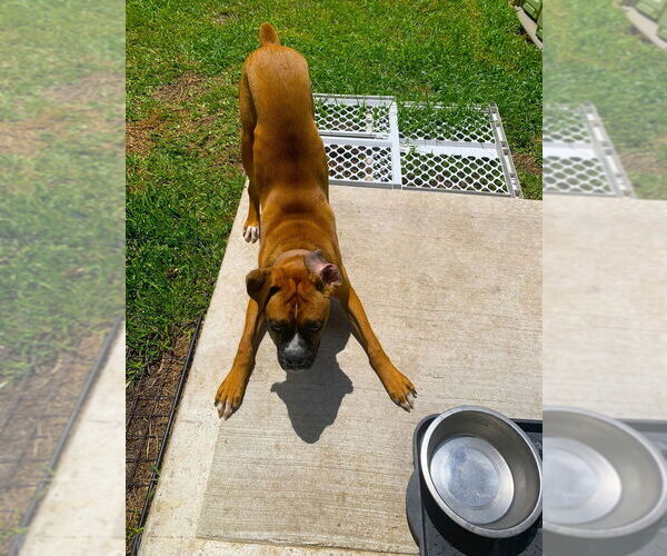 Medium Photo #2 Boxer Puppy For Sale in Austin, TX, USA