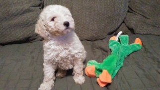 Goldendoodle Puppy for sale in WALKERTON, IN, USA