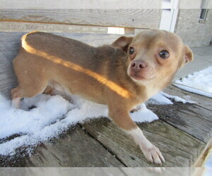Chihuahua Puppy for sale in HUDSON, MI, USA