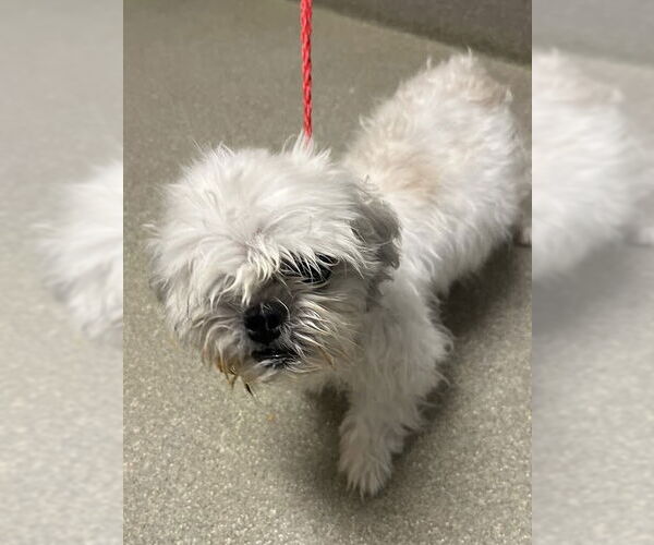 Medium Photo #1 Shih Tzu-Unknown Mix Puppy For Sale in Las Vegas, NV, USA