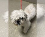 Small Shih Tzu Mix