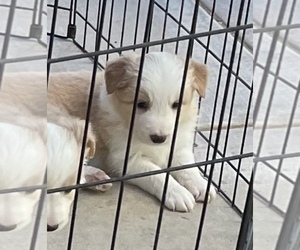 Border Collie Puppy for sale in WINCHESTER, CA, USA