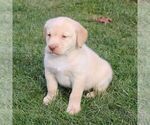Small Photo #4 Labrador Retriever Puppy For Sale in NARVON, PA, USA