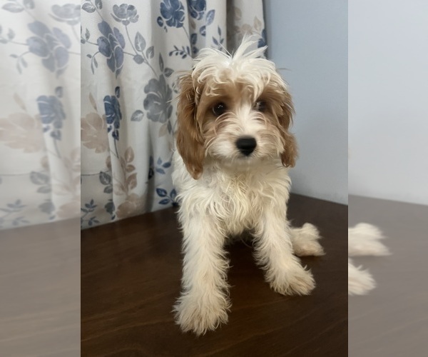 Medium Photo #32 Cavapoo-Poodle (Miniature) Mix Puppy For Sale in DURHAM, CT, USA