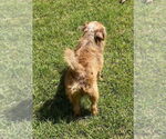 Small #2 Norfolk Terrier Mix