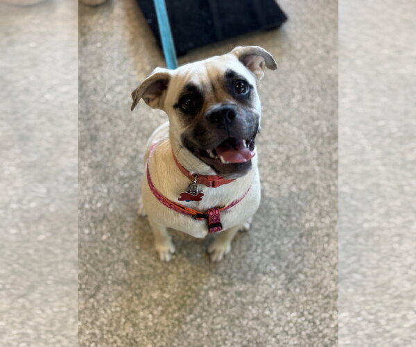 Medium Photo #2 Puggle Puppy For Sale in St. Louis Park, MN, USA