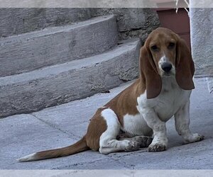 Basset Hound Dogs for adoption in Dana Point, CA, USA