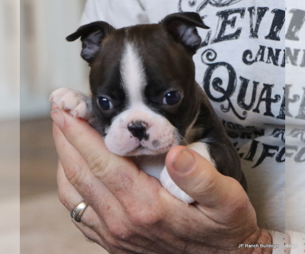 Medium Photo #23 Boston Terrier Puppy For Sale in WINNSBORO, TX, USA