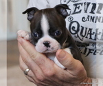 Small #22 Boston Terrier