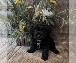 Small Photo #3 Maltese-Poodle (Toy) Mix Puppy For Sale in MONTGOMERY, AL, USA