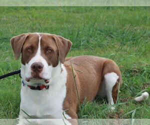 Finn - Male Saint Bernard-Unknown Mix Dog for Adoption - Photo #14