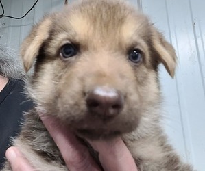 Medium German Shepherd Dog